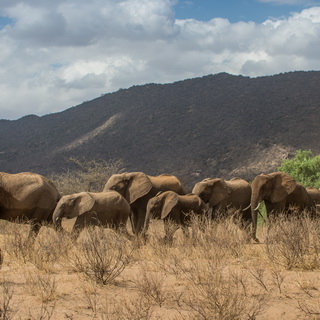 Samburu - Elephants